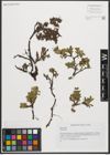 Foto von Salix retusa L.
